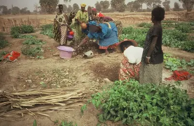 Des femmes travaillent dans un jardin maraîcher à Melga.